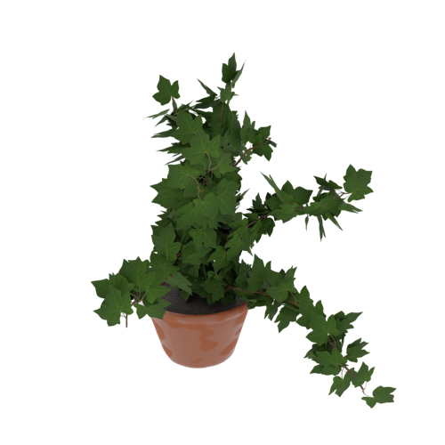 Potted Ivy aka Ivy in a pot! preview image